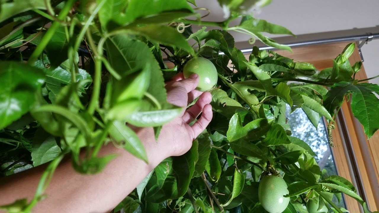 Passion fruit update!! October 2019 preparing for winter