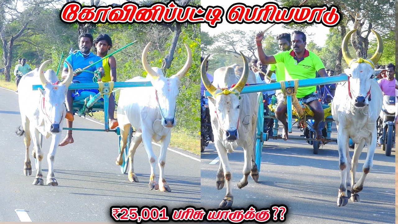6கோவினிப்பட்டி-பெரியமாடு-பந்தயம்_23.02.2026_V_Photography