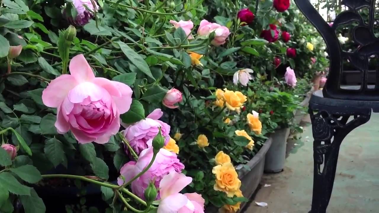 Shiuan's Rose Garden 2013.5.13 花園日記