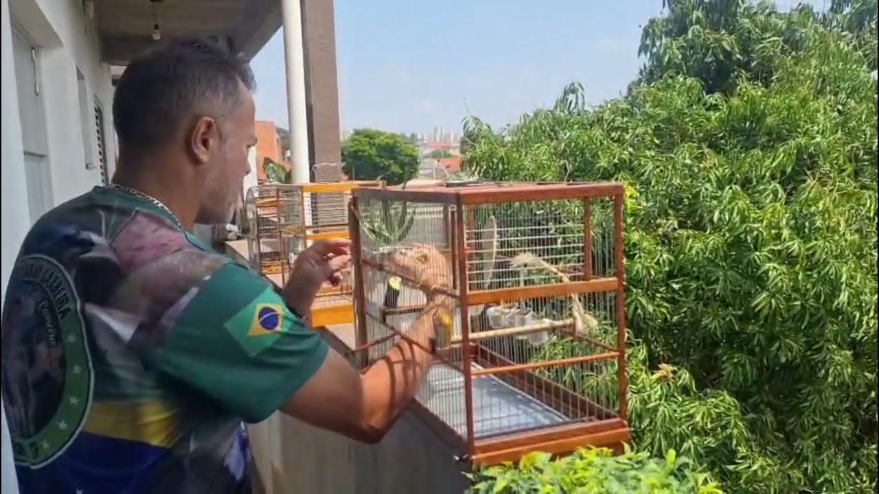 Preparação da temporada do coleira . | 2025 . | 🌿🐦