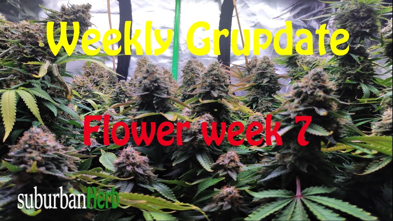 White Widow Cannabis Grow. What to do week 7 flower. suBurBan heRb's weekly grow update.