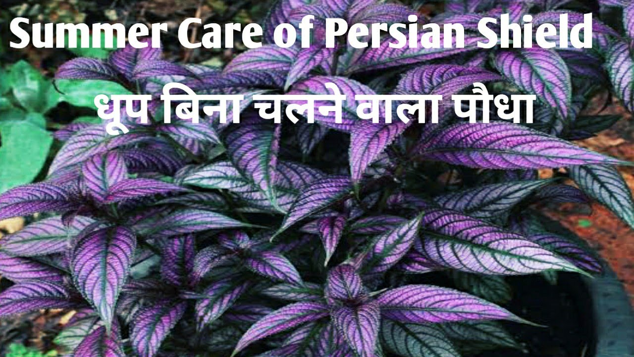Persian Shield Plant grow and care    /How to propagate persian shield and care tips/shade loving