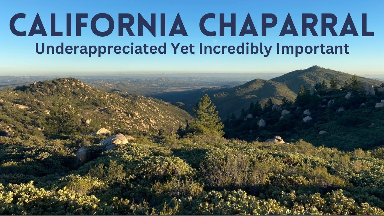 California Chaparral: The Most Underrated Biome