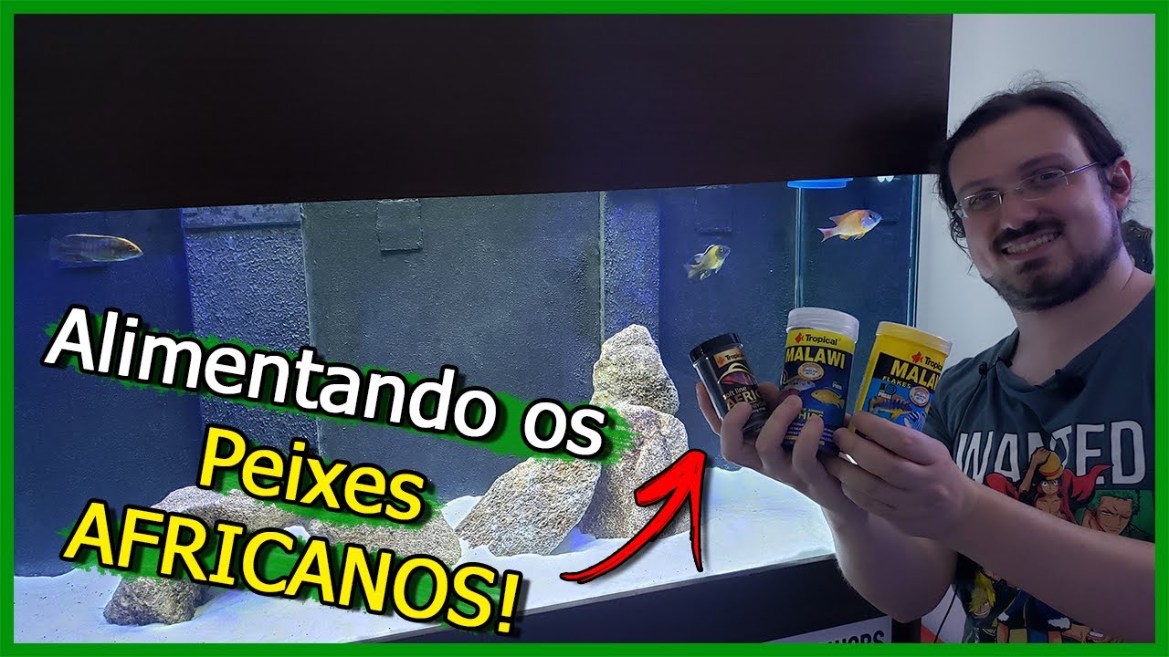 Hoje é dia de ALIMENTAR os Peixes Ciclídeos Africanos!