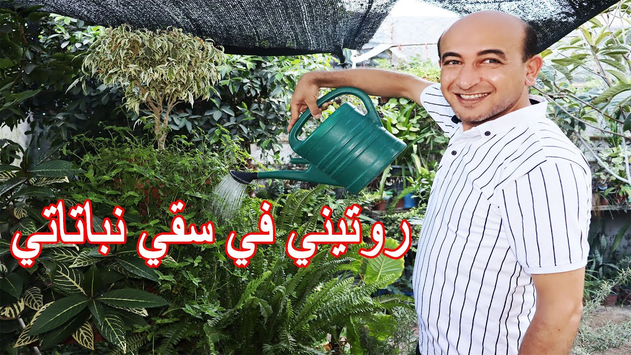 روتيني في سقي نباتاتي | متى و كيف تسقي نباتاتك