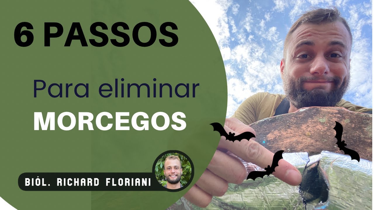 6 Passos Para Eliminar Morcegos Do Telhado - Bi&oacute;logo Richard Floriani