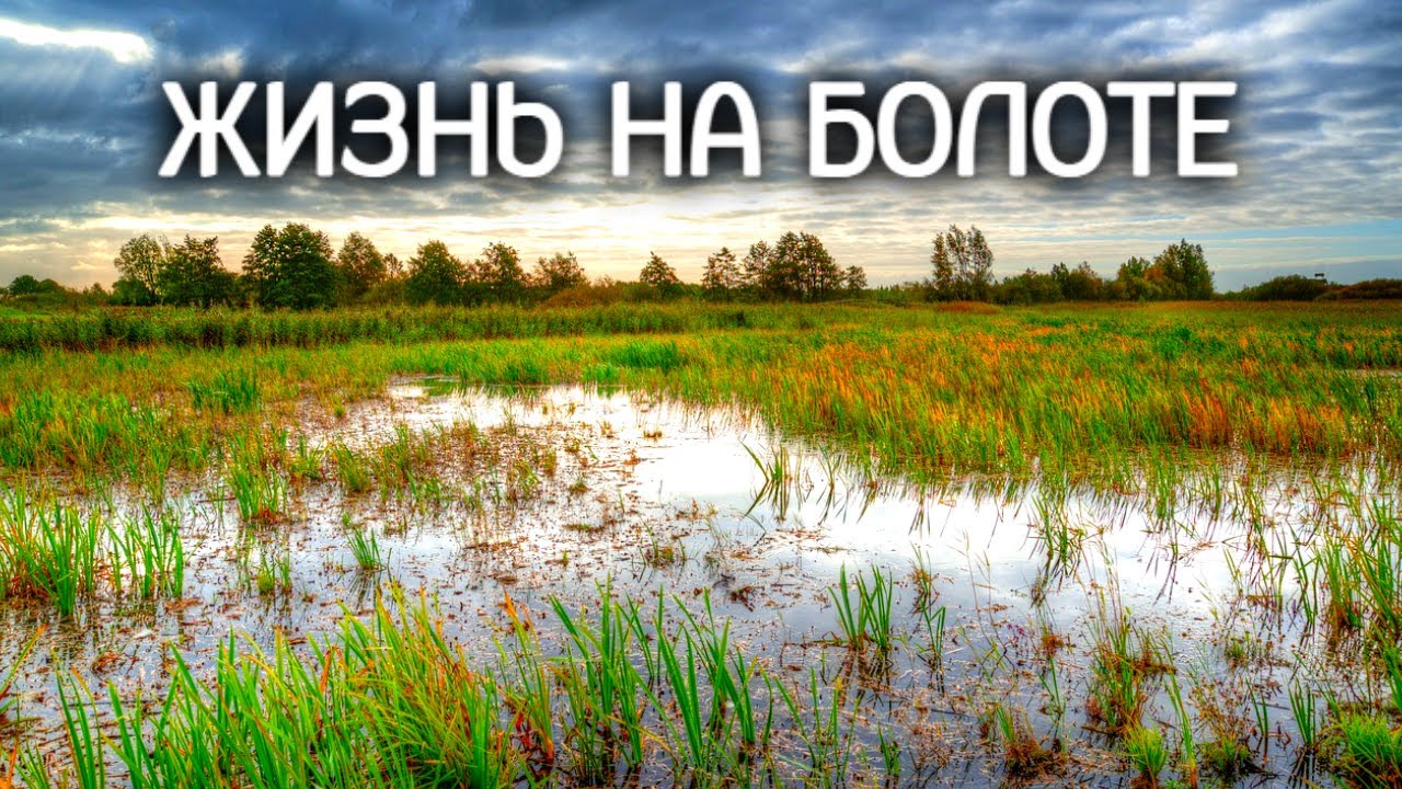 Кто живет на болоте