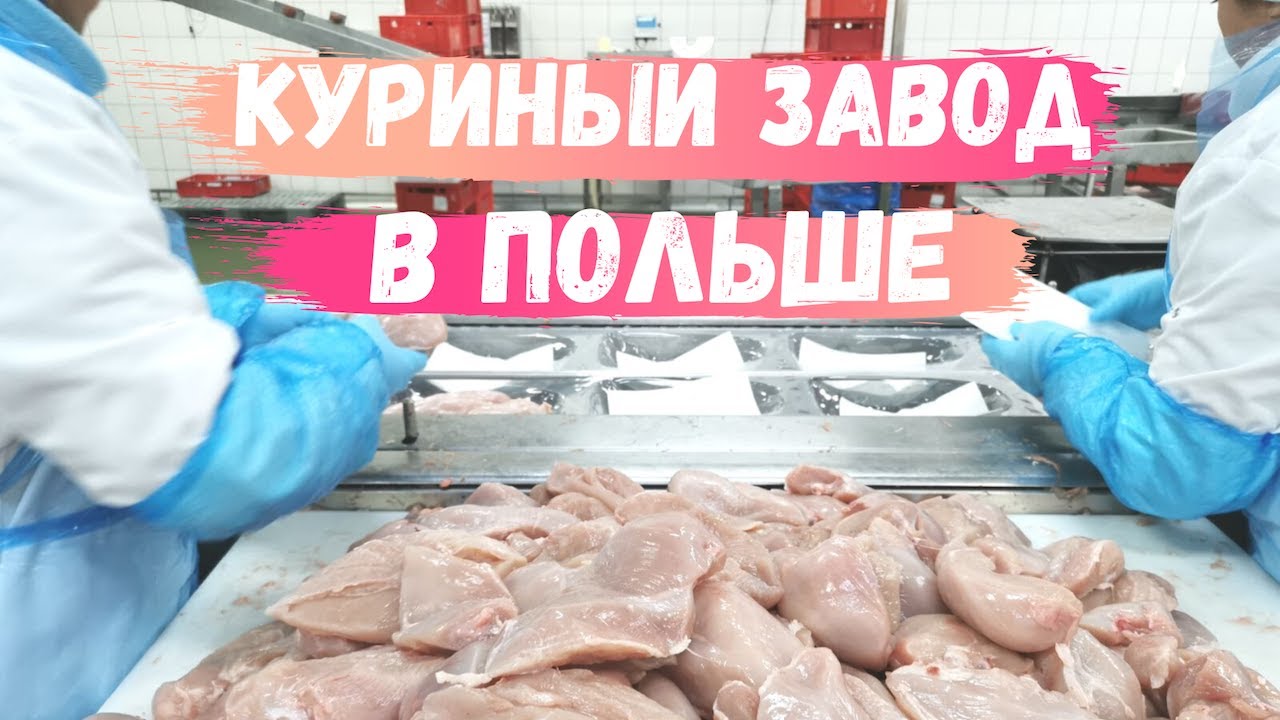 Работа в Польше: куриный завод. #работавПольше #твояработа #куриныйзавод #работаназаводе