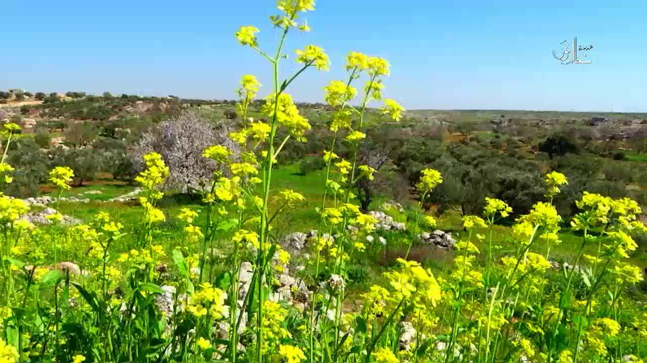 فركيا.......جبل الزاوية