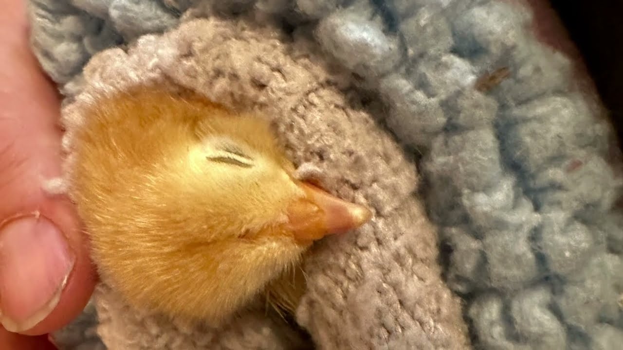 Wry Neck in Chickens | Diagnosis, Treatment, and Bernadette’s Recovery Journey 🐥💛