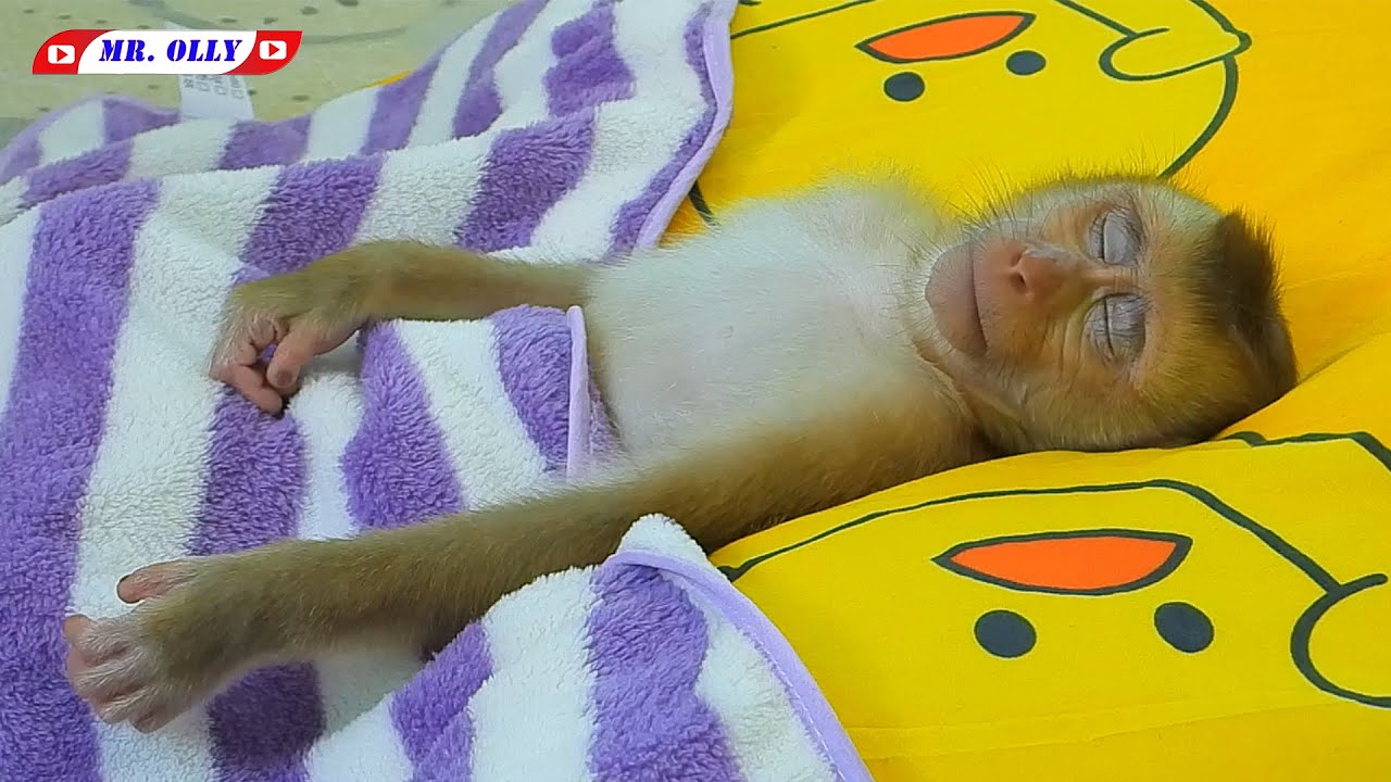 Mr. OLLY Taking Nap On Yellow Pillow