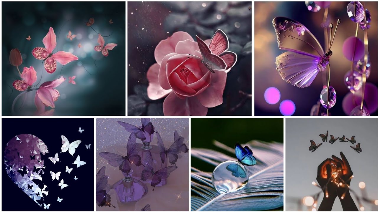Beautiful butterfly wallpapers🦋💜||butterfly dpz