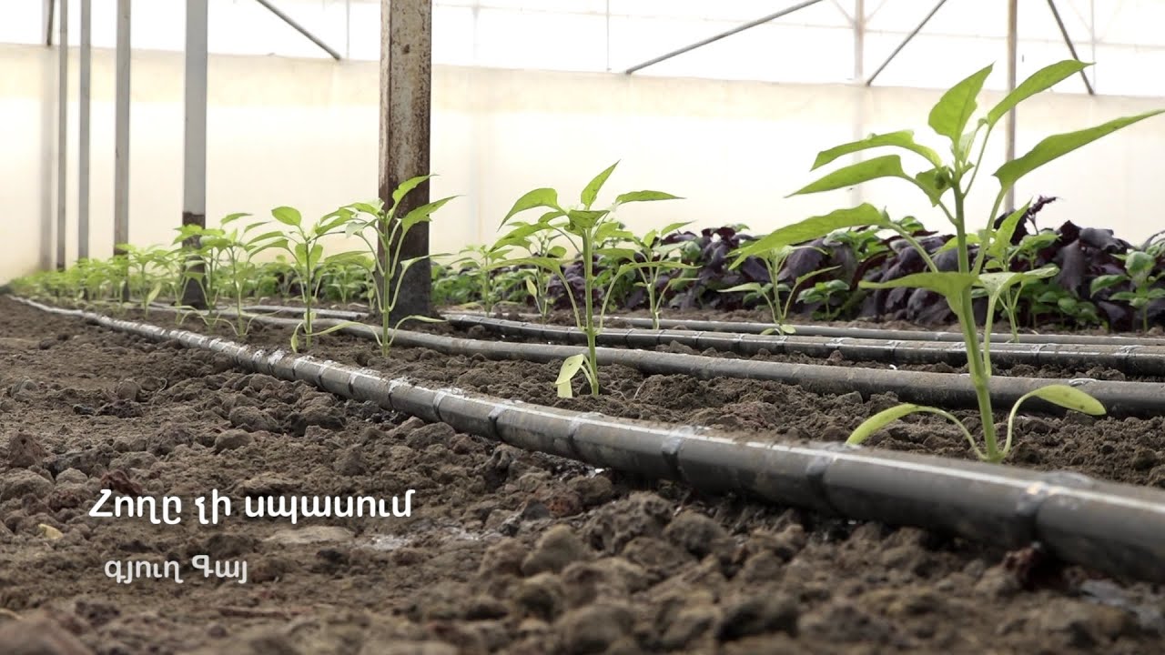 Գայ գյուղի ռեհանի ջերմոցը