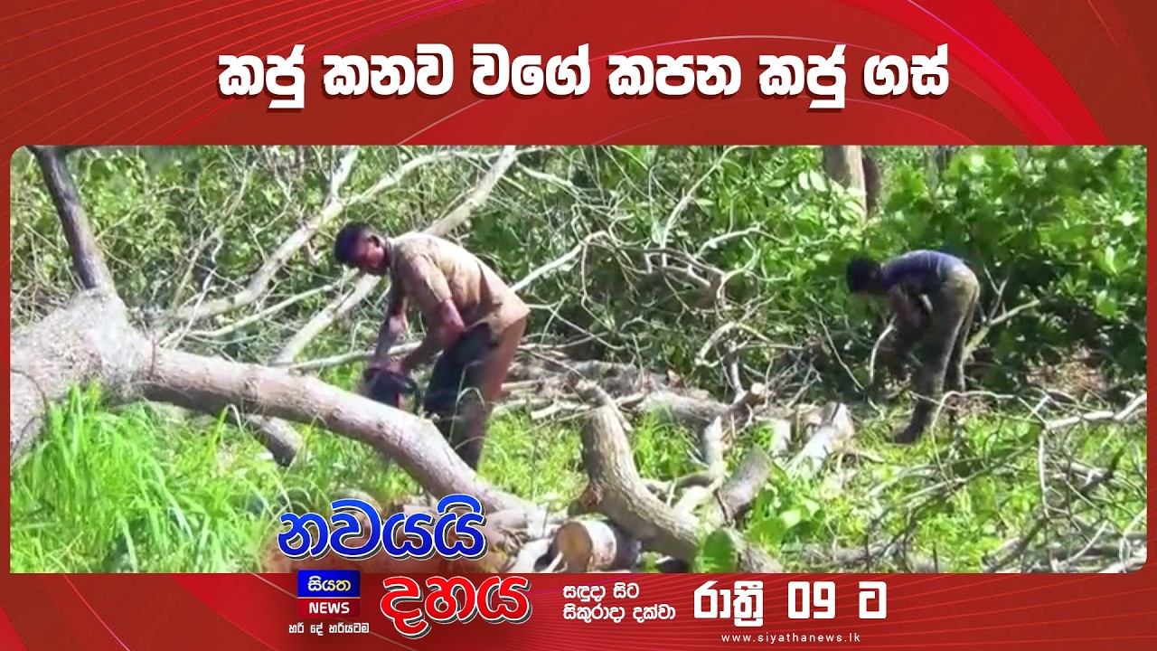 කජු කනව වගේ කපන කජු ගස් || Nawayai Dahaya - නවයයි දහය