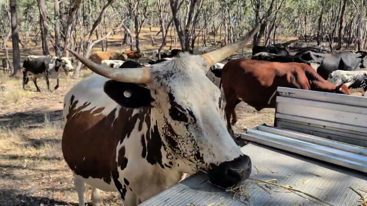 Cattle on a new lease 