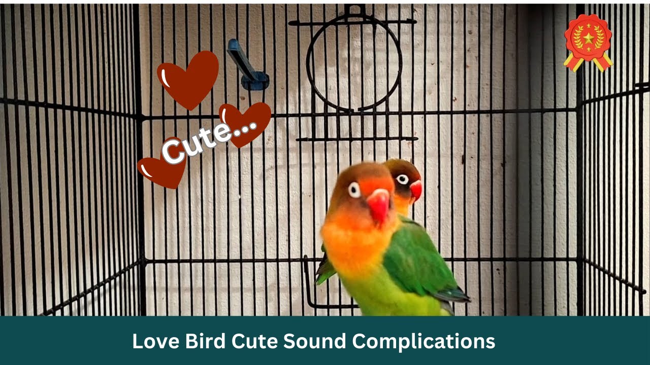 Love Birds Cute Sounds and Complications