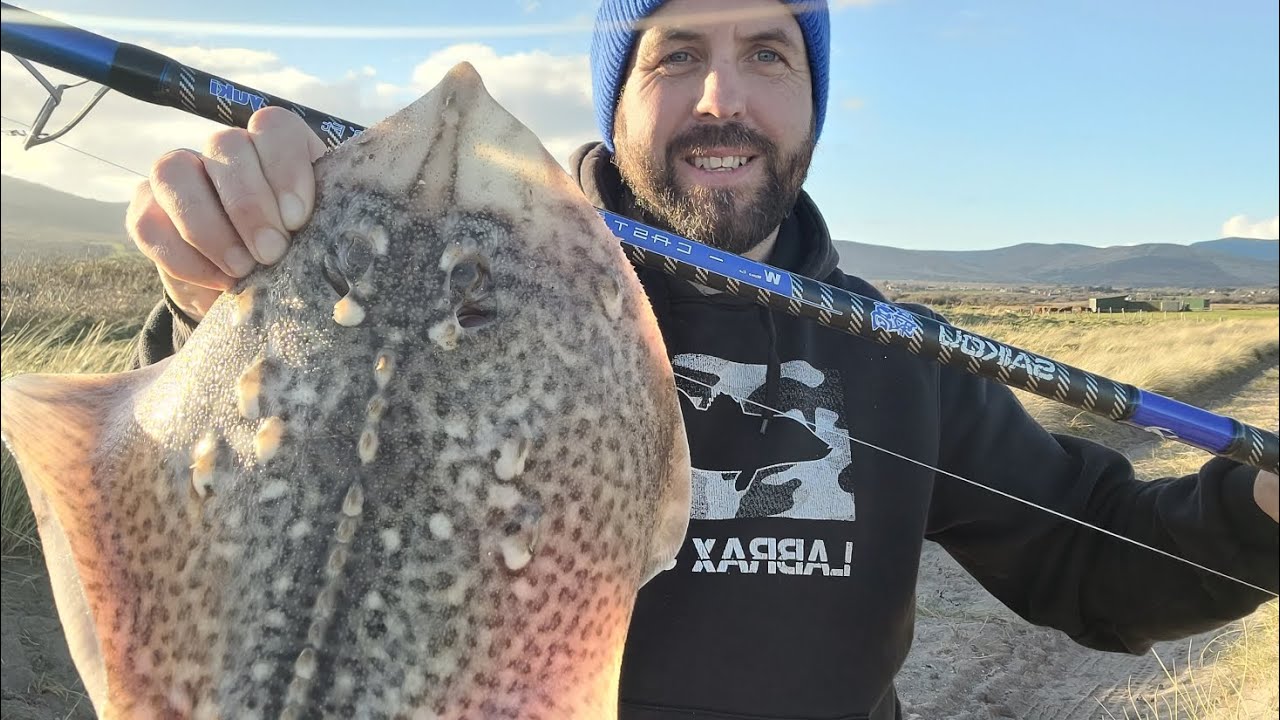 Shore fishing for Thornback Rays with the NEW Yuki W-Cast in Tralee bay.