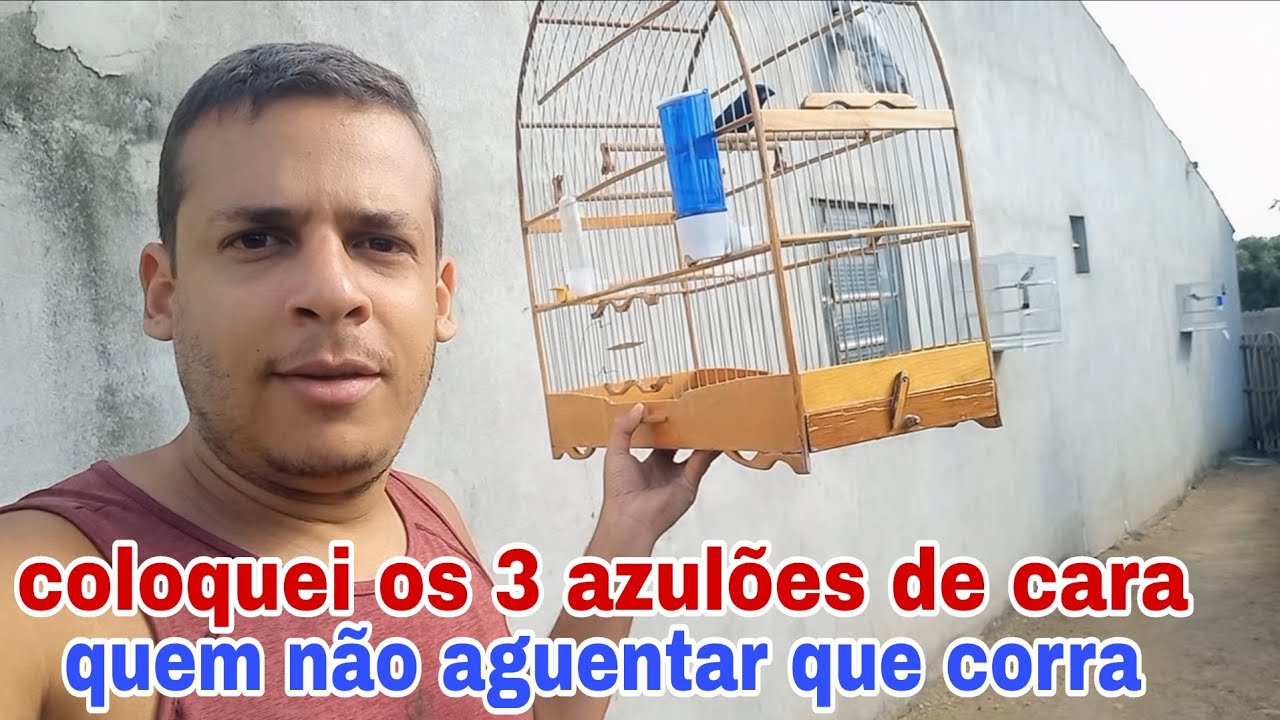 Coloquei os 3 azulões pra cantar de cara. 