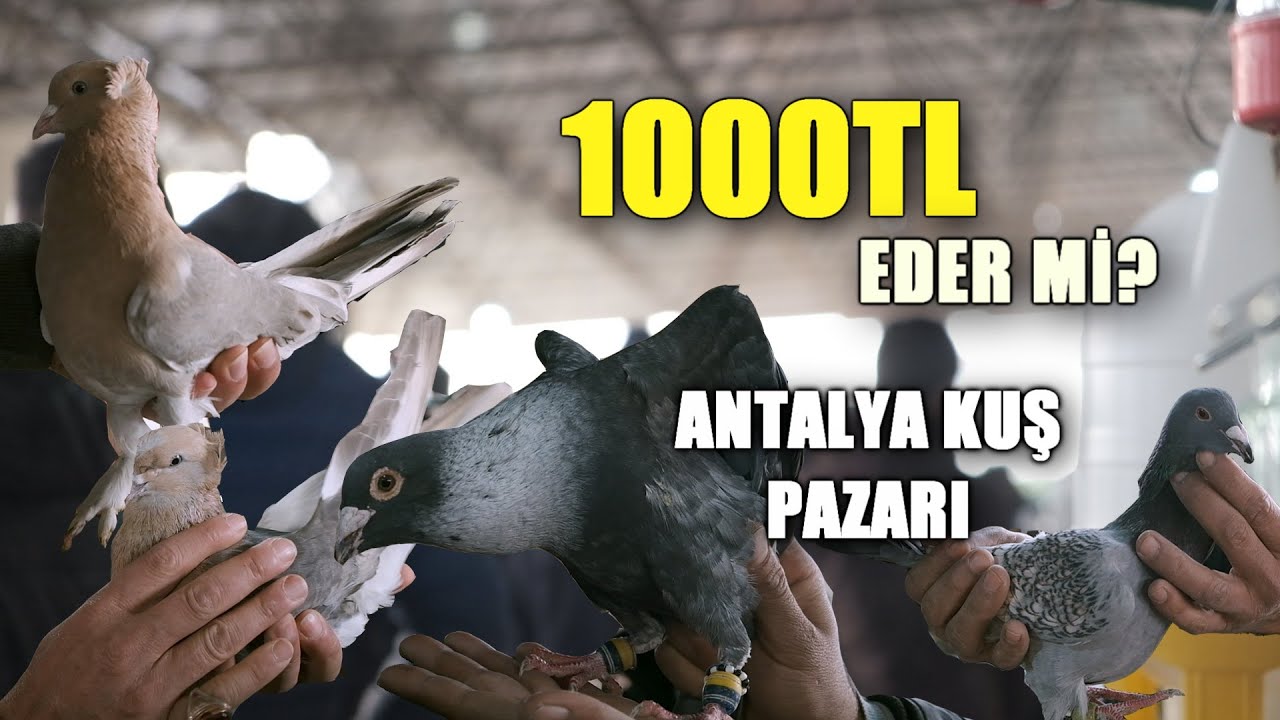 1000TL EDER Mİ SİZCE: ANTALYA KUŞ PAZARI (GÜVERCİN-TAVUK)