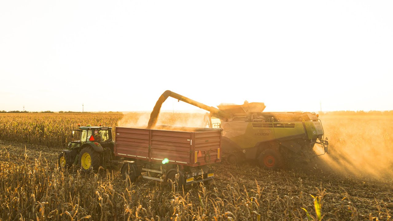 SUNSET Corn Harvest 2024 - Claas Lexion 770 TT - AgroDeák , Tekovia spol SRO