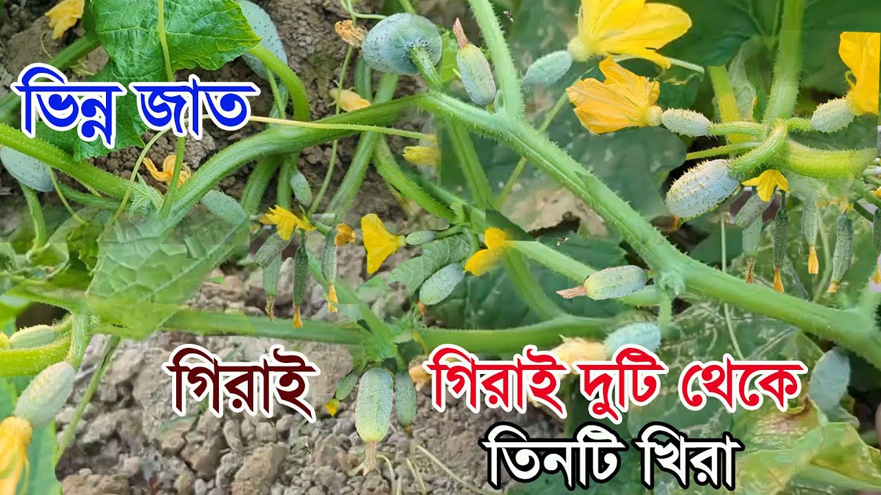 বিদেশ নয় এদেশে এমন জাত।। গিরাই গিরাই দুটি থেকে তিনটি খিরা।। #krishi #agriculture #cucumber2025