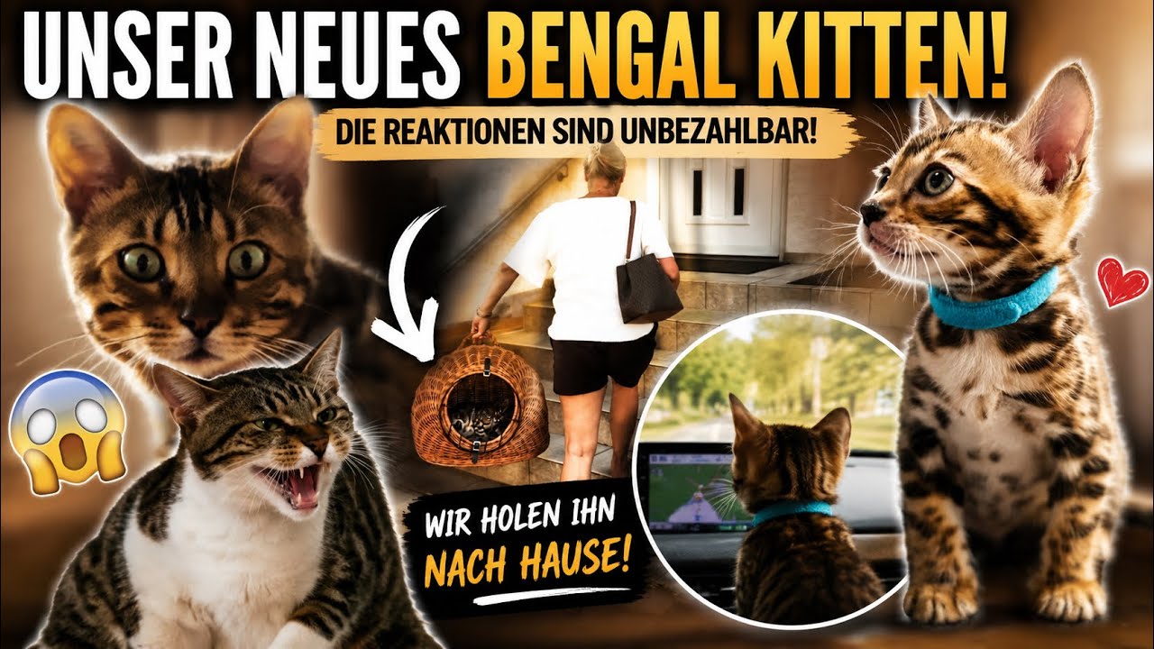 Wir holen endlich unser Bengal Kitten ab! 🐆 Die Reaktion unserer Katzen&hellip;