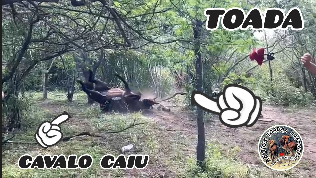 Toada - Cenas Pega de Boi no Mato 2024