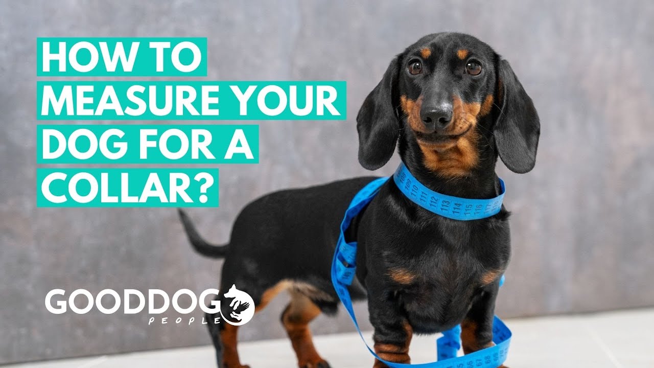 How to measure your dog for a collar
