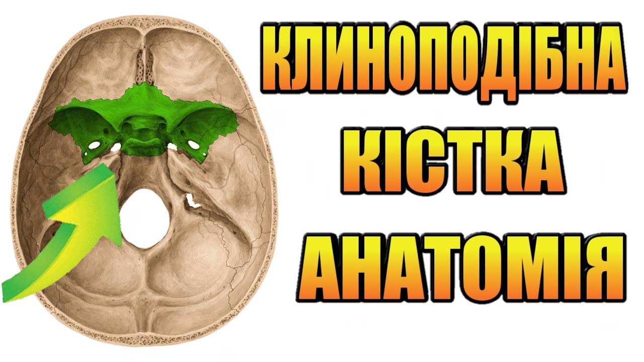 Клиноподібна кістка анатомія