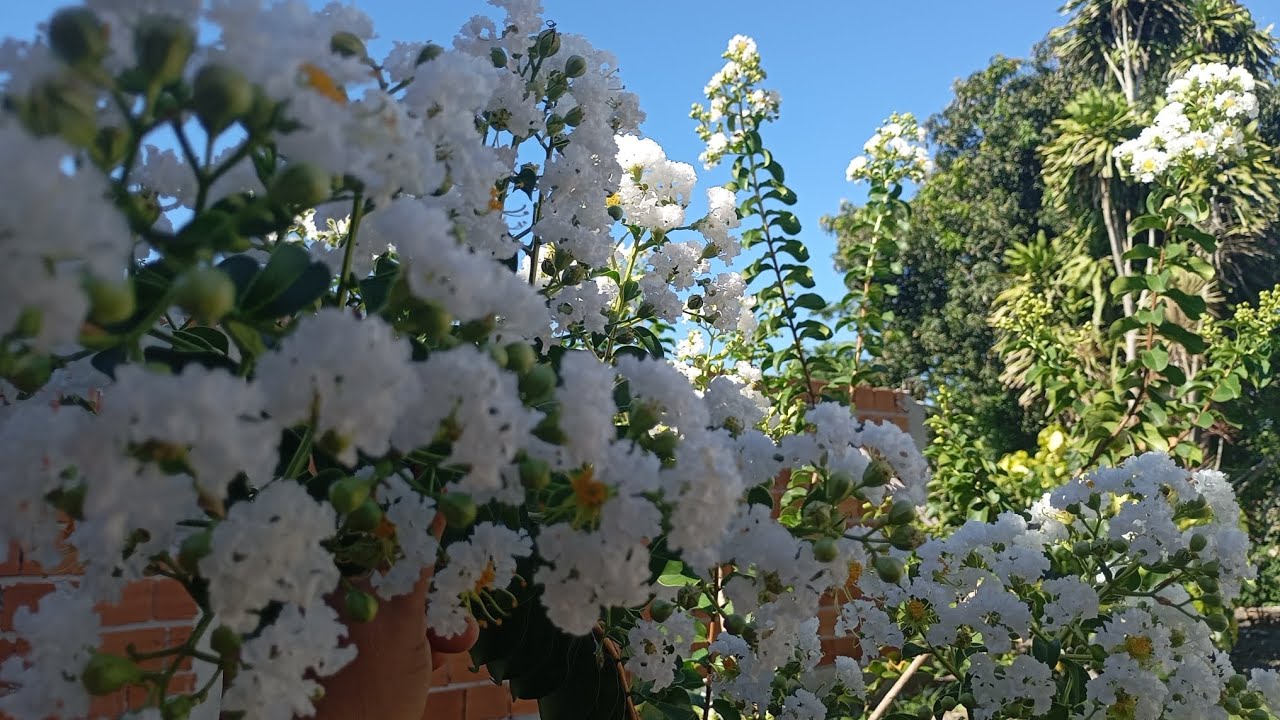 Jardim florido, plantas que dão lindas Flores Resistentes ao Sol pleno, fácil de cuidar#plants