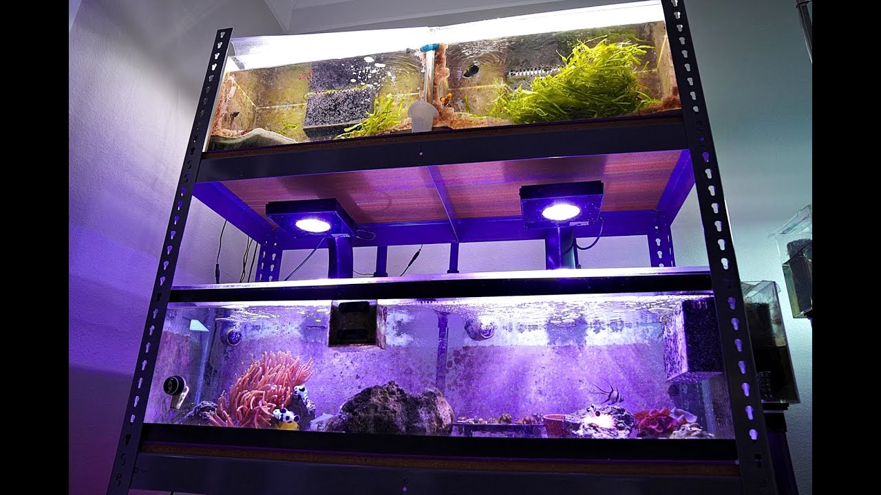 Planted Reef Tank Rack July 2020 | Anemone Bleached 4K