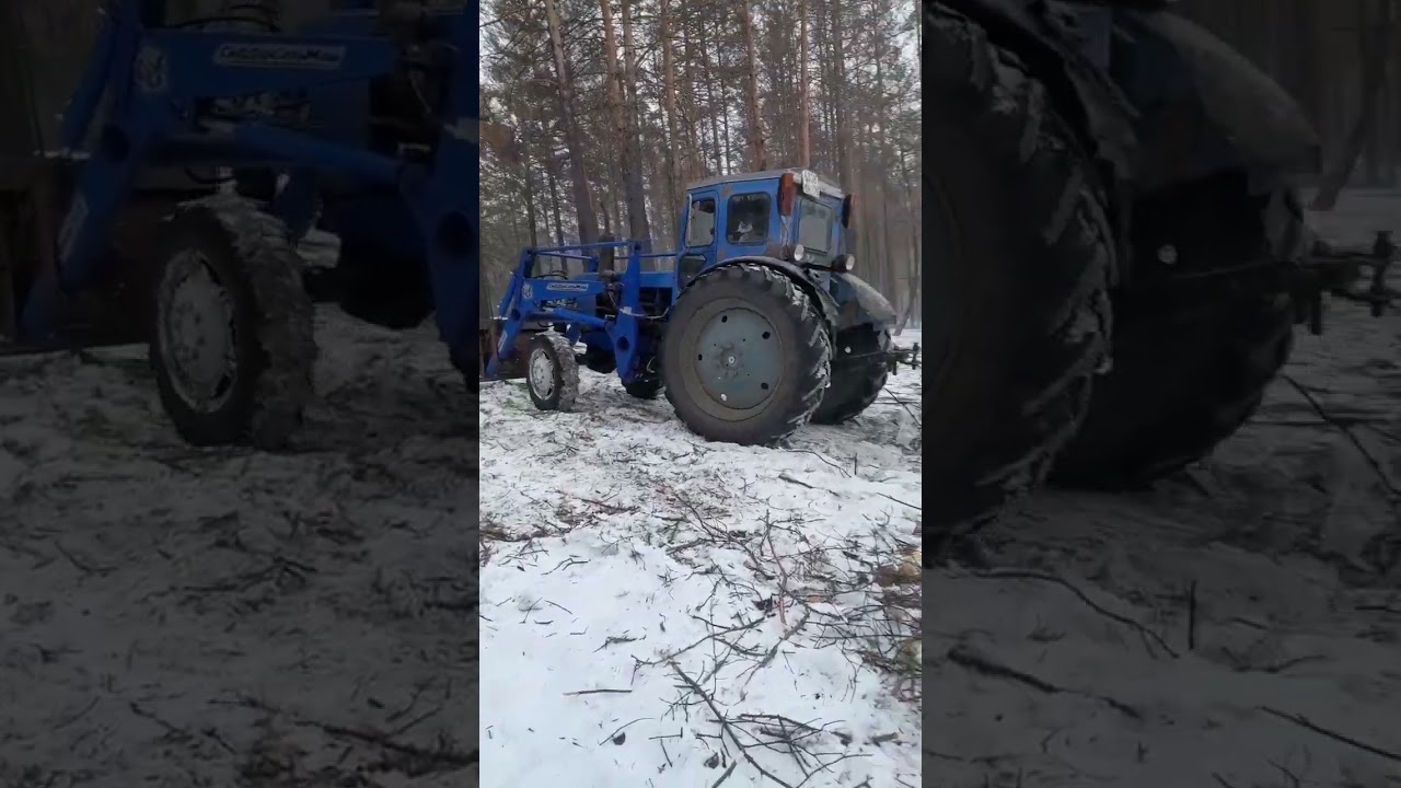 Трелёвка на тракторе т40 ам,и подпишись