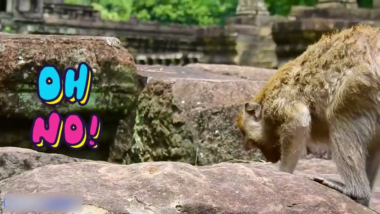 baby monkeys push moms buttons