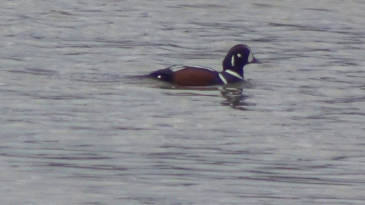 Harlequin Duck on the river