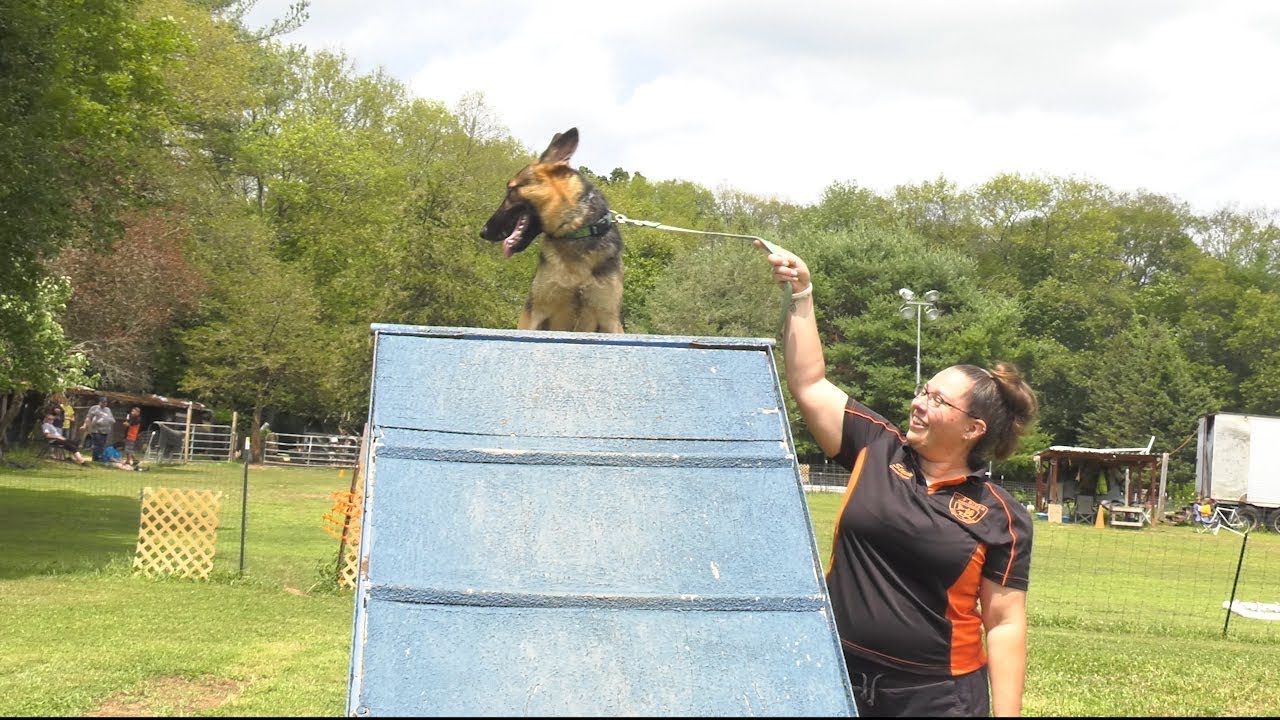 Training a P.T.S.D. Service Dog