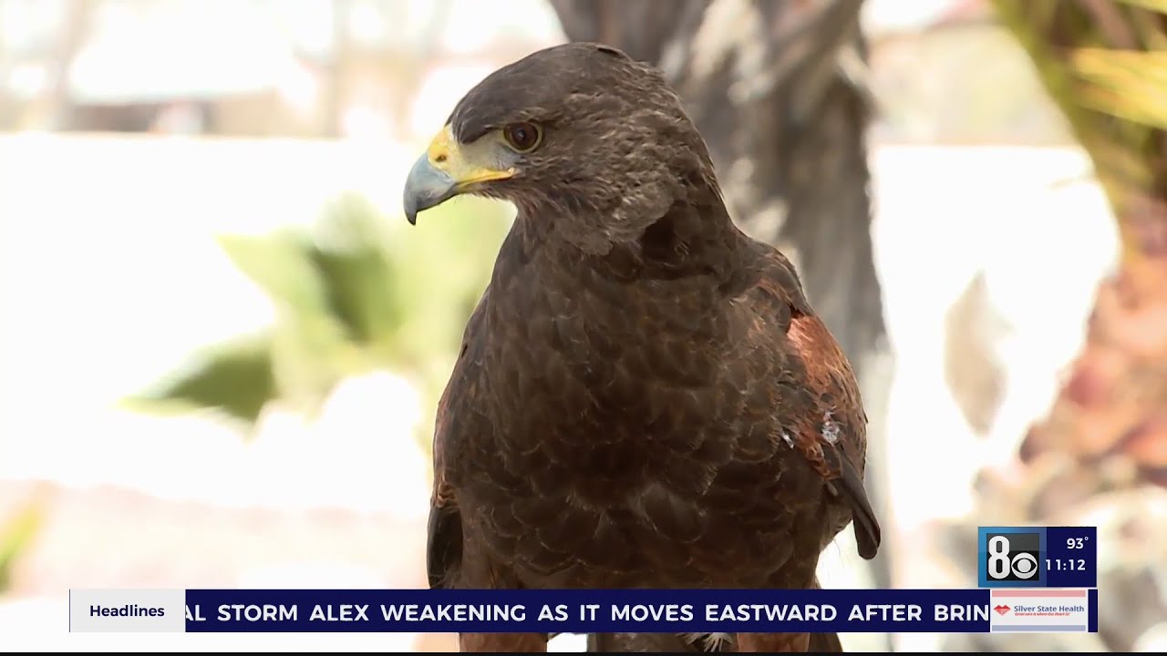 Birds of prey being used for pest control around the valley