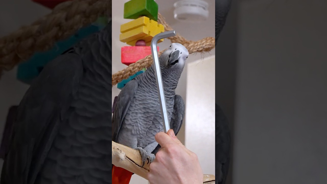Apollo Reacts to Wrench 🔧