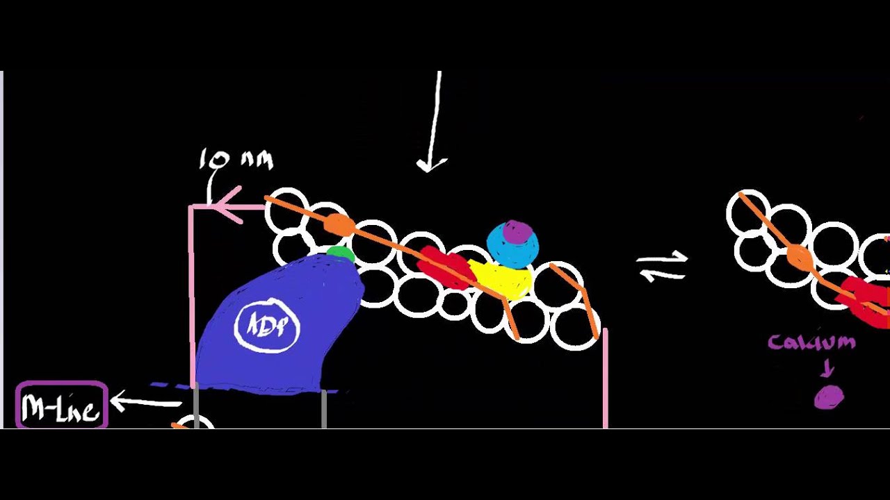 Muscle Physiology: Regulatory Proteins; Tropnin and Tropomyosin