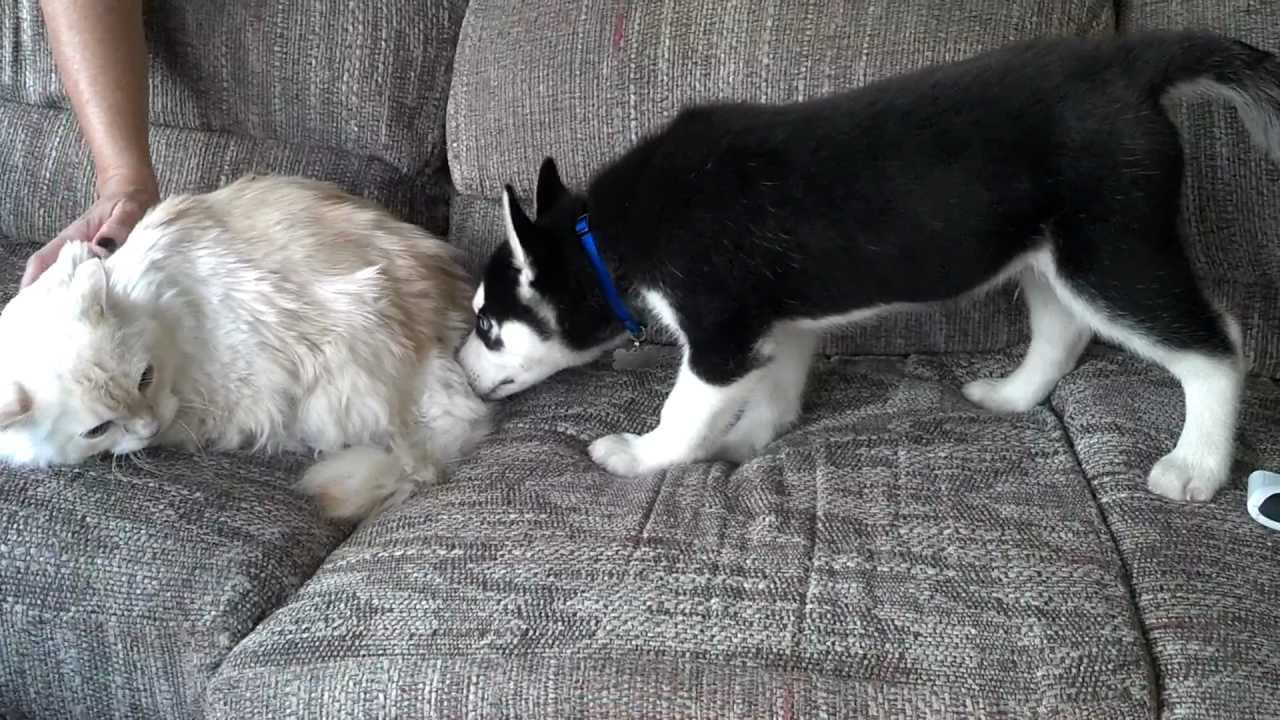 Cat has a hissy fit over Puppy