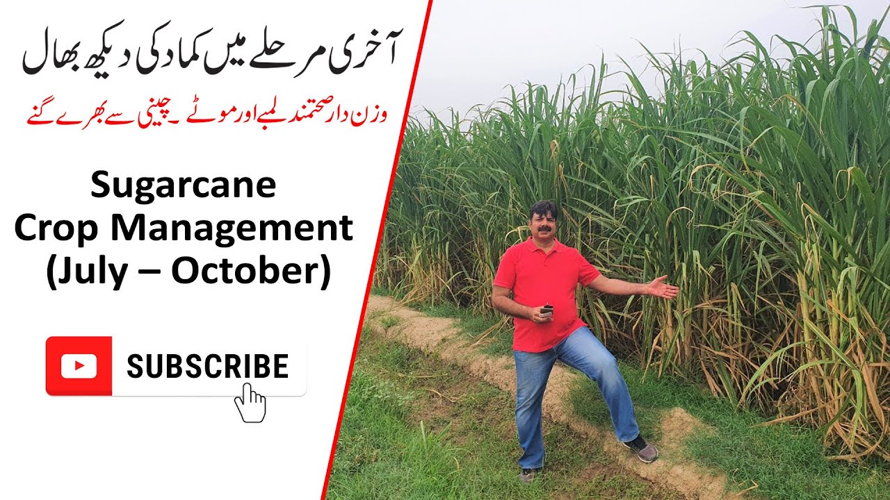 Sugarcane || Crop Management ||July -Oct|| Higher Yield || Higher Sugar Recovery