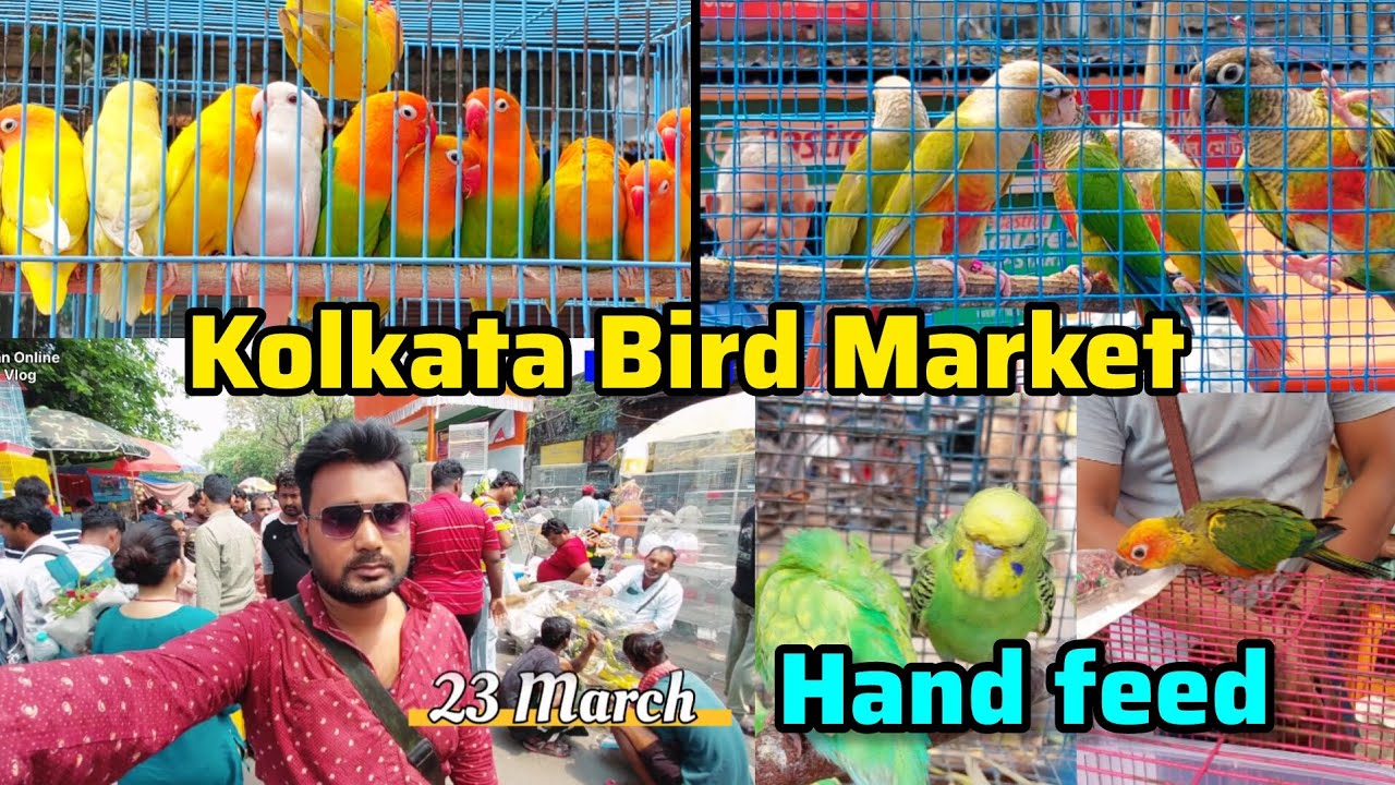 হাতে খাওয়ানো পোষ মানা পাখি | Kolkata Bird Market | Exotic Bird |Gallif Street Pet Market |23 march