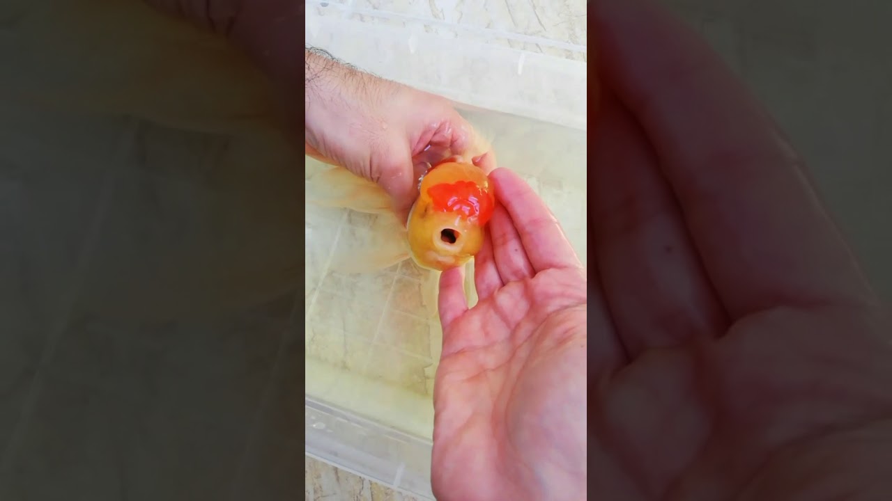 Akvaryum balıkları için Dropsy Tedavisi. Goldfish Dropsy Treatment