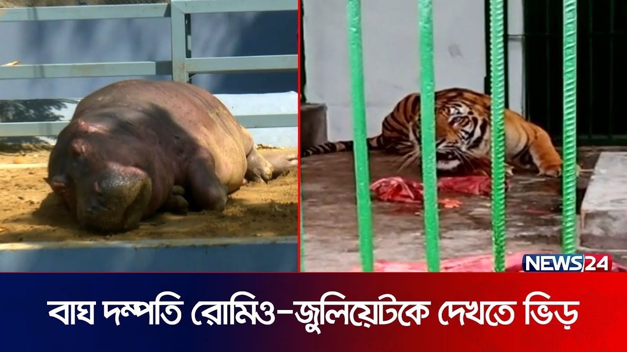 বাঘের বিনিময়ে জলহস্তী পেয়েছে চট্টগ্রাম চিড়িয়াখানা | Chattogram Zoo | Romeo and Juliet | News24