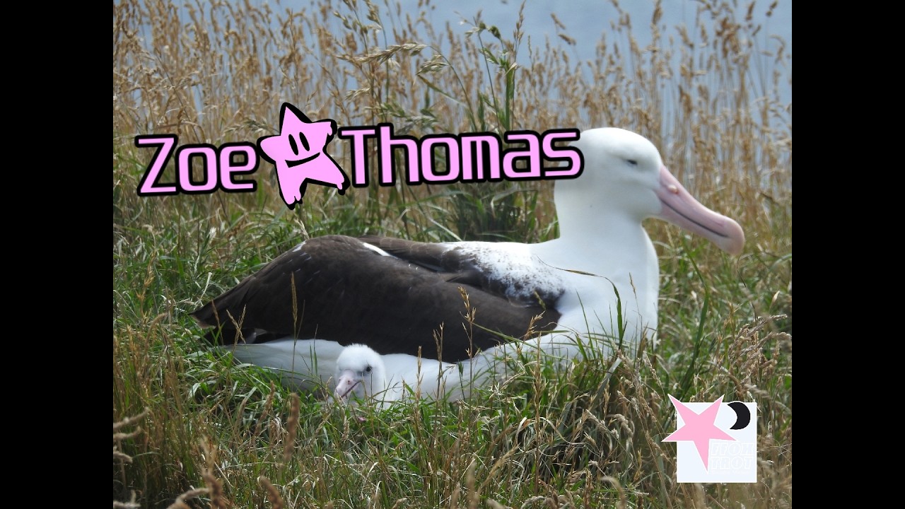 Royal Northern Albatross