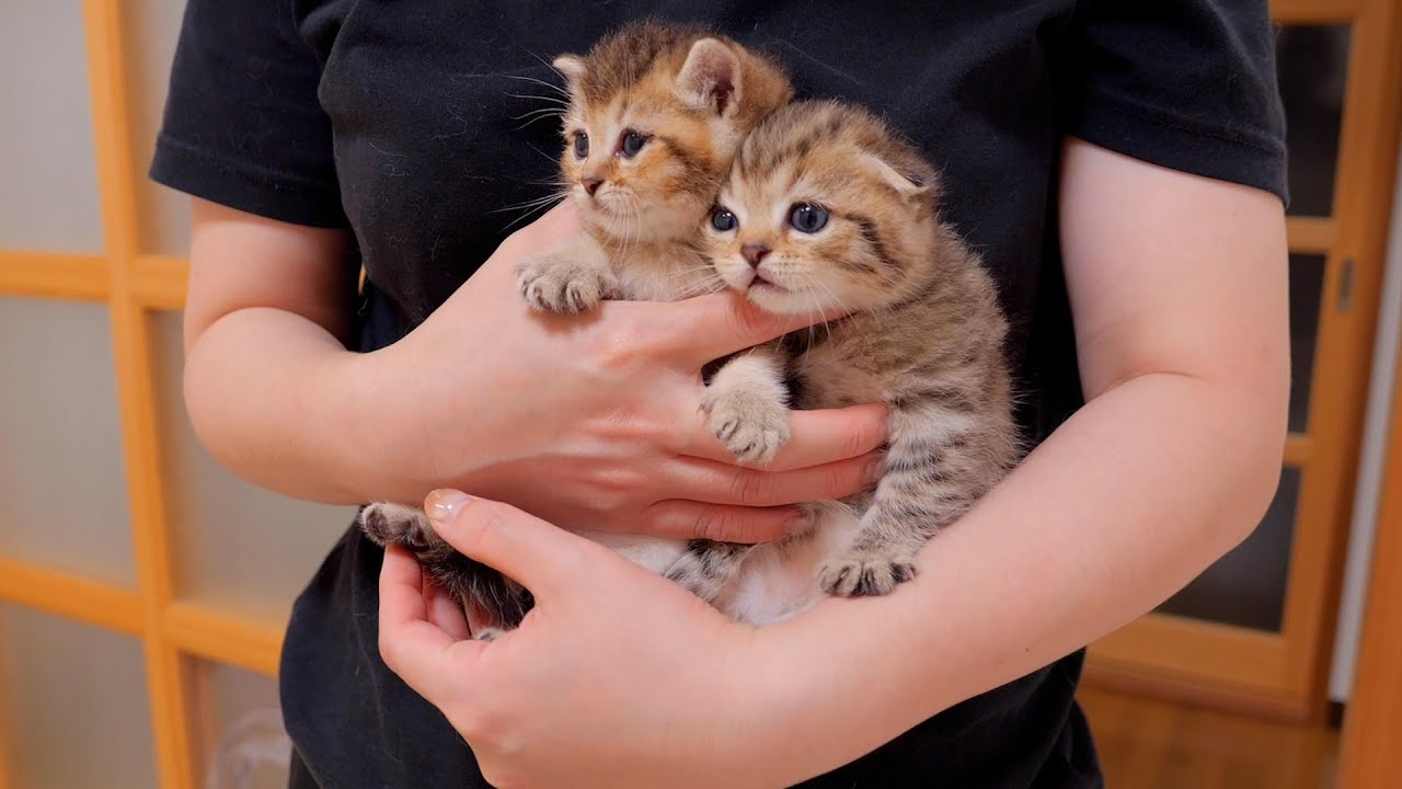 The reaction when you get a kitten that doesn't take naps is cute