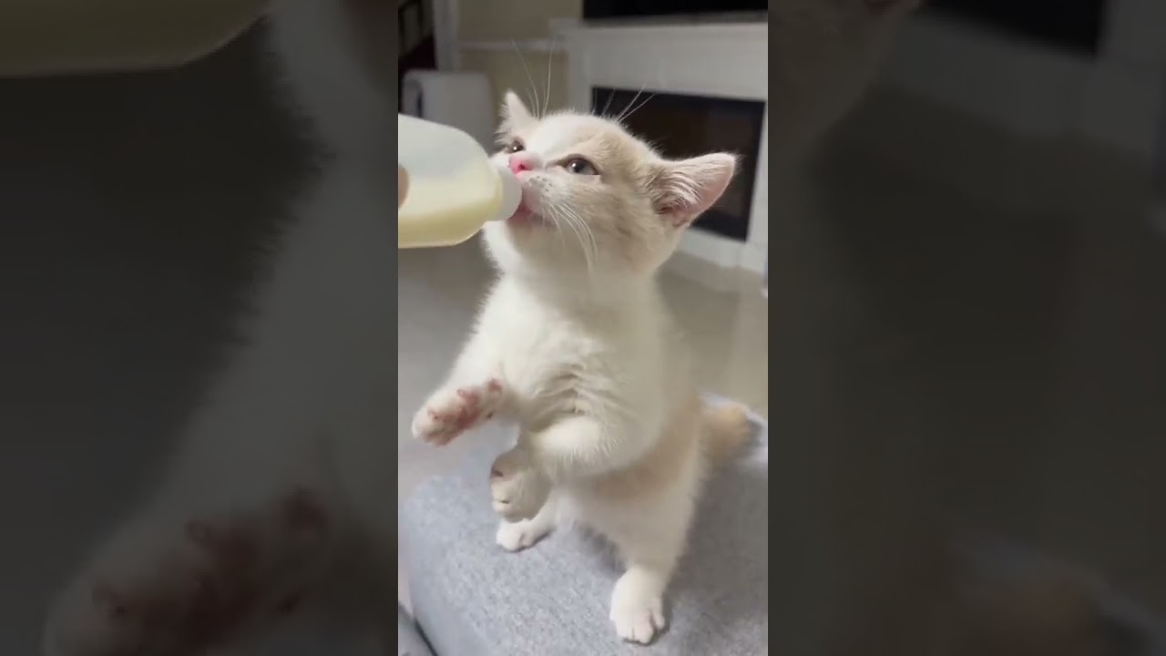 Filhote de gato mamando na mamadeira