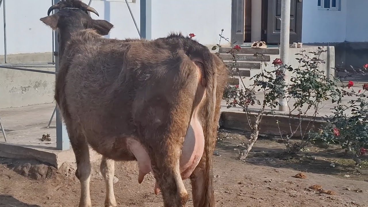 ШИРХУРО УСПЕТ КУНЕД😱. ДУ САР МОЛИ БУКАЧАДОР.ТЕЛ:+992 008 08 88 47🤙🫵👍. 11 января 2026 г