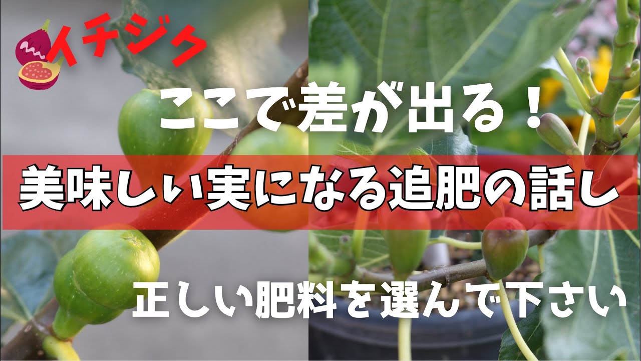 【イチジク】リンカリ肥料の嘘？！イチジクを美味しくするための追肥の話しに取り木の鉢上げも。我が家の6月終盤のイチジクの様子です。