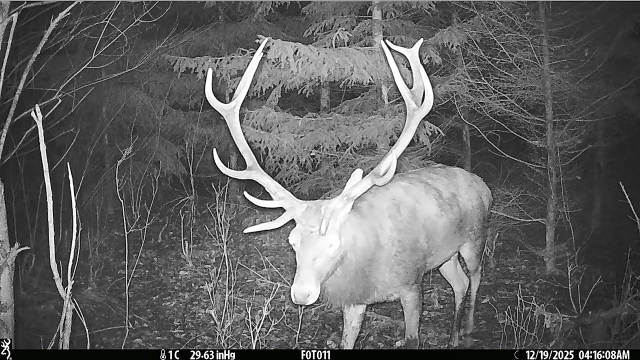 Jelenie byki przy gęstym młodniku 🌲🦌2025r .Ładne sztuki💪