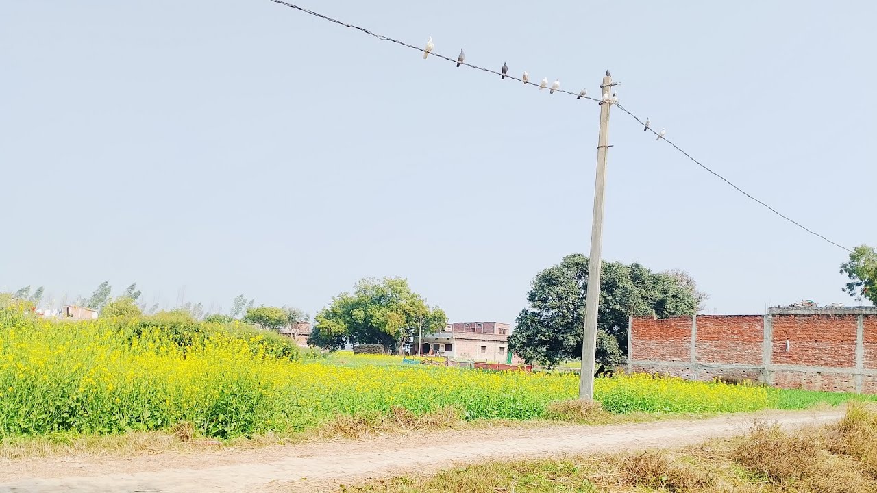  आज फिर से एक बार खेत का व्यू #लहसुन प्याज में पानी भरने का काम किया 🫠🫠📷📷🤣🤣🤣#minivlog #vlog #